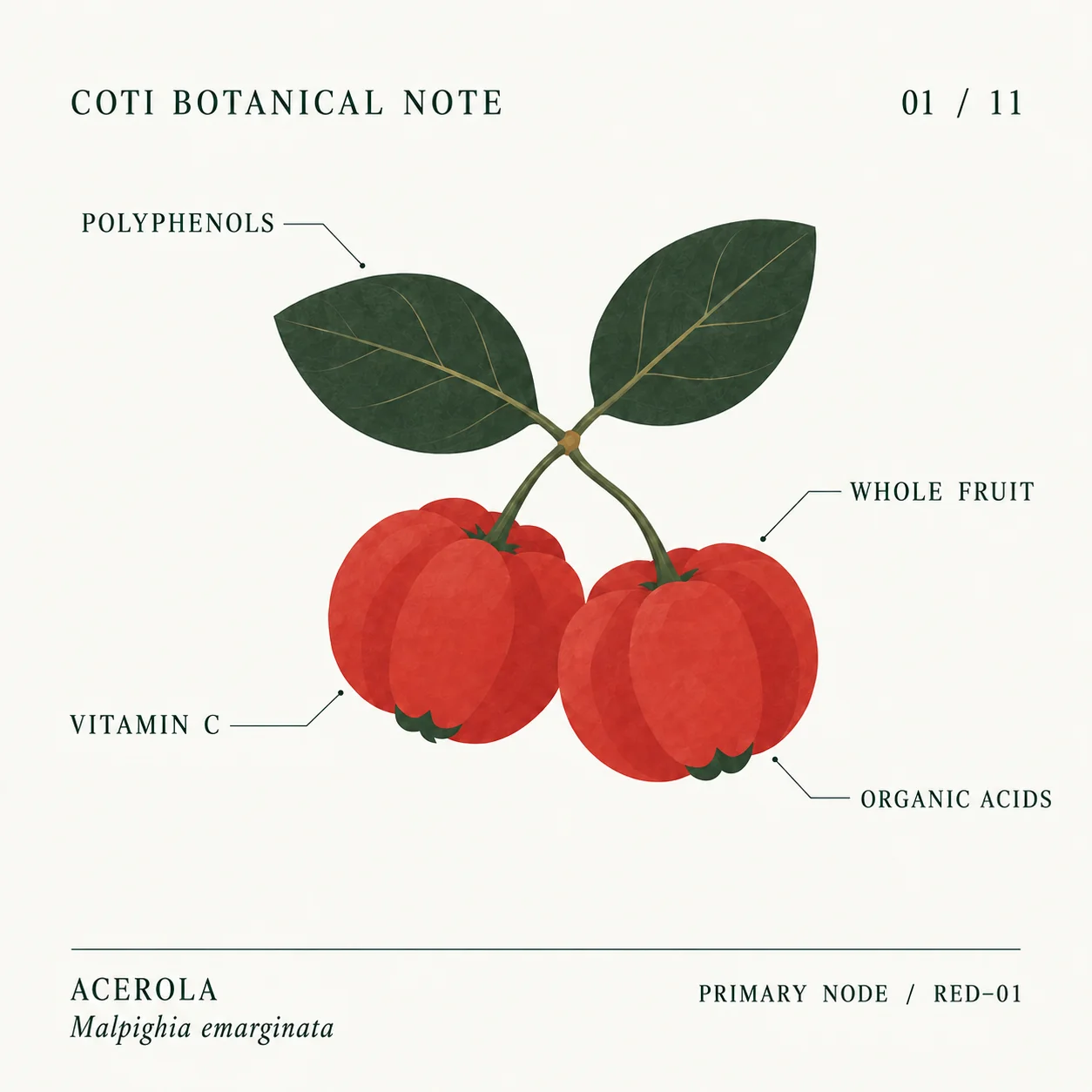 COTI Botanical Note, plate 01/11: Acerola (Malpighia emarginata), the Primary Node in RED-01, with its whole fruit annotated for Vitamin C, Polyphenols, and Organic Acids.